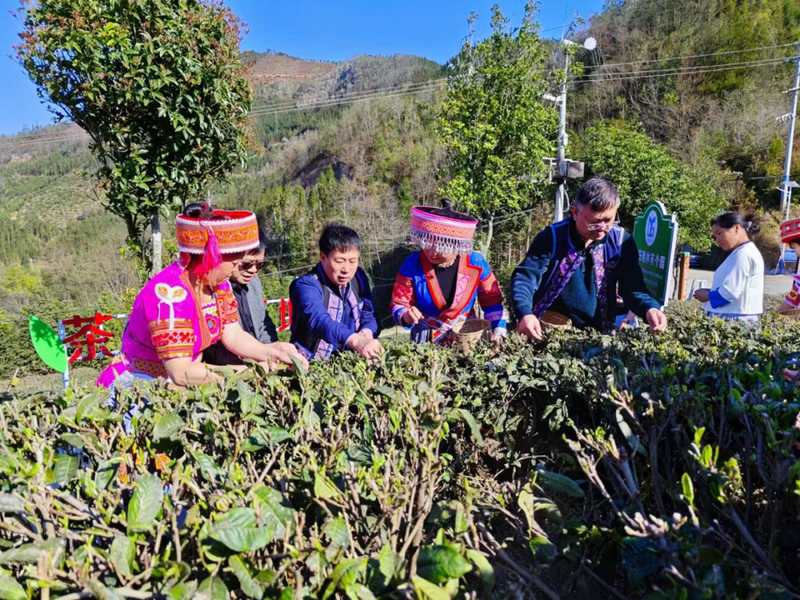 关于百色举行春茶开采系列活动的相关内容