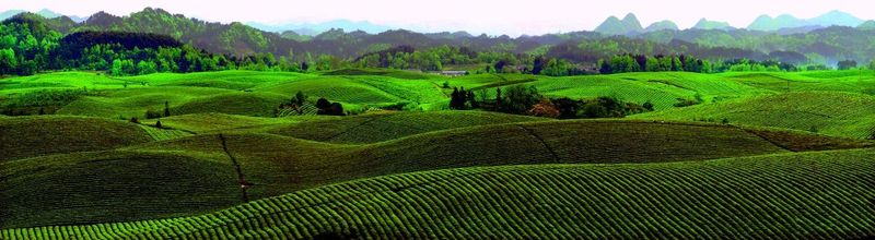 关于“一带一路”典型案例③贵州湄潭县：发挥资源优势领航茶叶出海的内容(1)