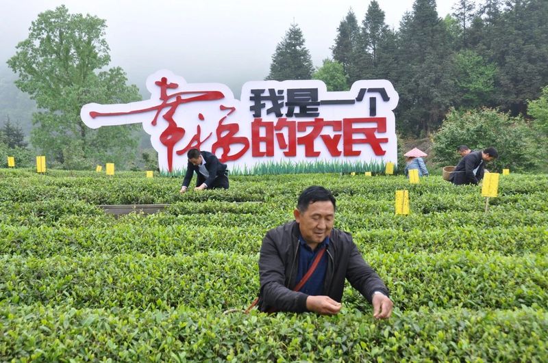关于“一带一路”典型案例③贵州湄潭县：发挥资源优势领航茶叶出海的内容(3)