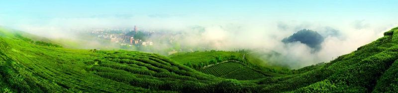 关于“一带一路”典型案例③贵州湄潭县：发挥资源优势领航茶叶出海的内容