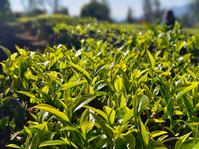 关于春茶抢“鲜”采 澜沧茶农丰收忙的新闻(1)