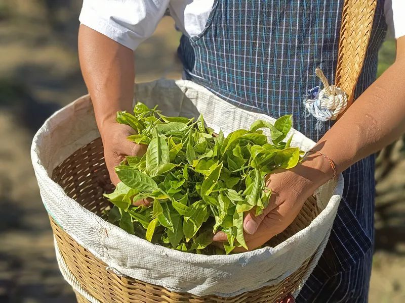 关于春茶抢“鲜”采 澜沧茶农丰收忙的新闻(3)