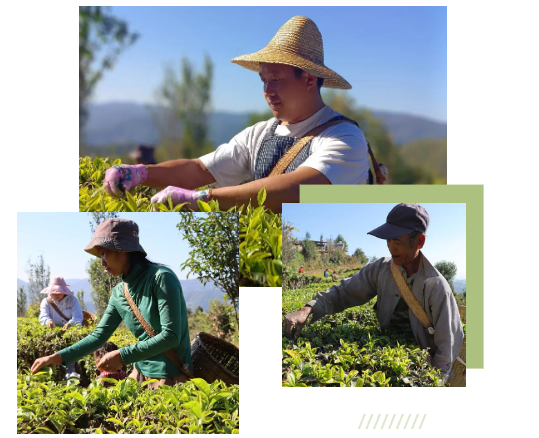 关于春茶抢“鲜”采 澜沧茶农丰收忙的新闻(2)