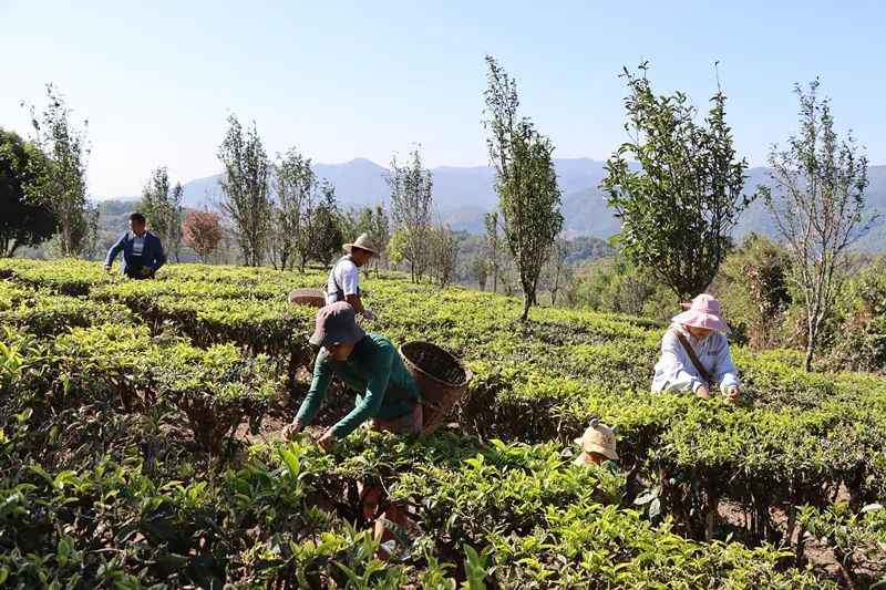 关于春茶抢“鲜”采 澜沧茶农丰收忙的新闻