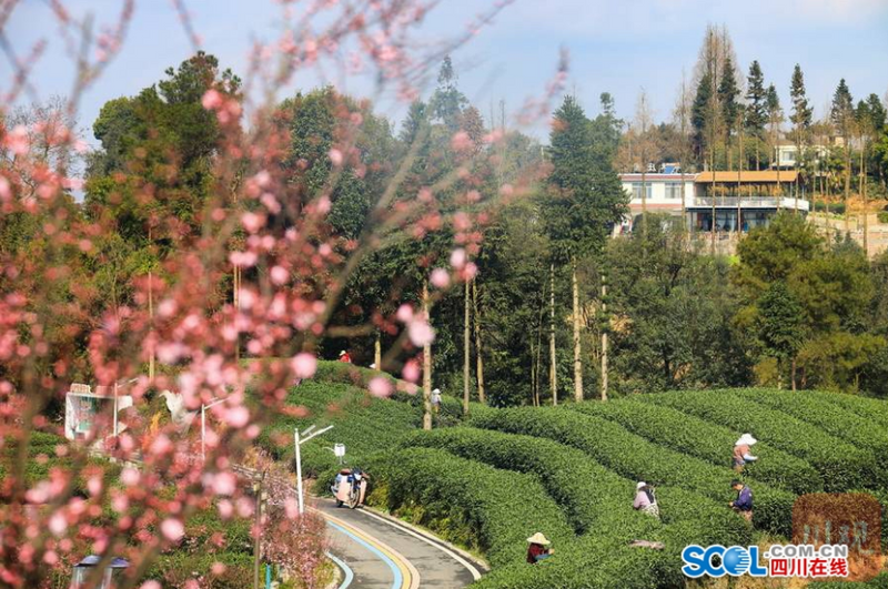 关于品尝春日之味 蒙顶山茶区“第一背篓茶”争鲜上市的相关内容(2)