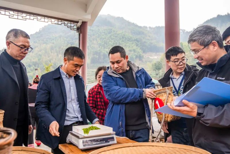 关于上春山，采春茶！景宁这里上演“指尖争霸”的信息(7)