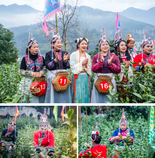 关于上春山，采春茶！景宁这里上演“指尖争霸”的信息(4)