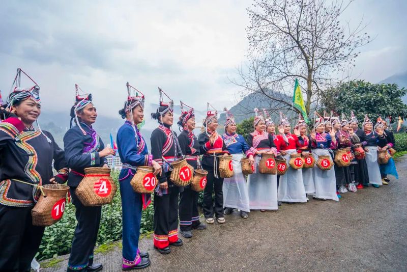 关于上春山，采春茶！景宁这里上演“指尖争霸”的信息