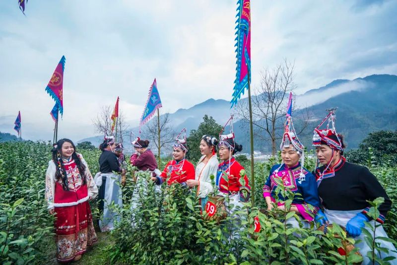 关于上春山，采春茶！景宁这里上演“指尖争霸”的信息(3)