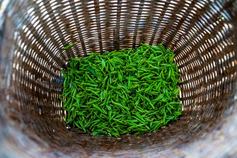 关于上春山，采春茶！景宁这里上演“指尖争霸”的信息(5)