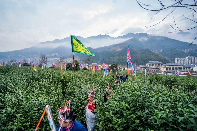 关于上春山，采春茶！景宁这里上演“指尖争霸”的信息(6)