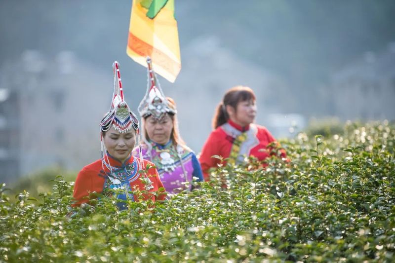 关于上春山，采春茶！景宁这里上演“指尖争霸”的信息(9)