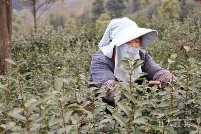 关于宜宾早茶产销两旺“开门红”的资讯