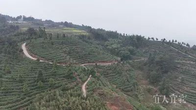 关于宜宾早茶产销两旺“开门红”的资讯(1)