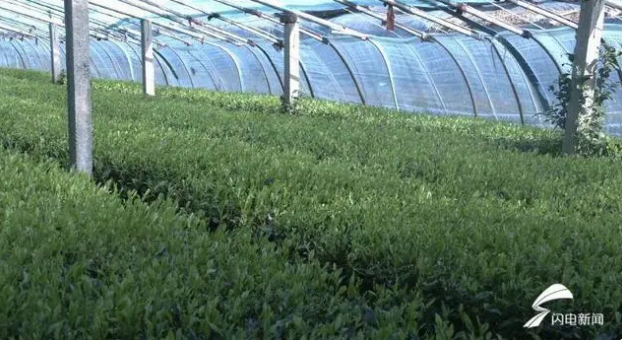 关于日照岚山：大棚春茶采摘忙的最新消息
