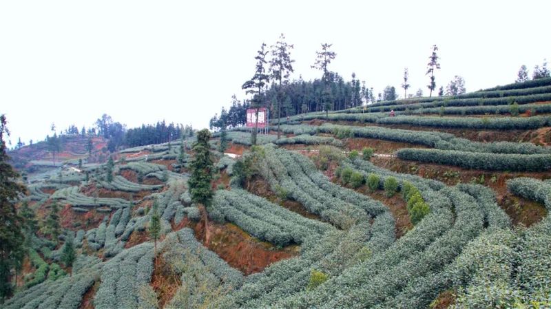 关于乐山、沐川春茶飘香！茶农抢“鲜”采摘忙的相关信息(5)