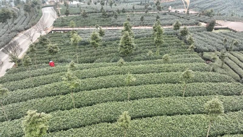 关于乐山、沐川春茶飘香！茶农抢“鲜”采摘忙的相关信息