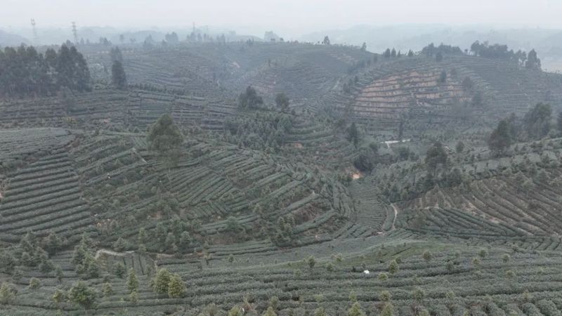 关于乐山、沐川春茶飘香！茶农抢“鲜”采摘忙的相关信息(2)