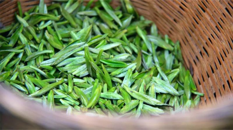 关于乐山、沐川春茶飘香！茶农抢“鲜”采摘忙的相关信息(7)