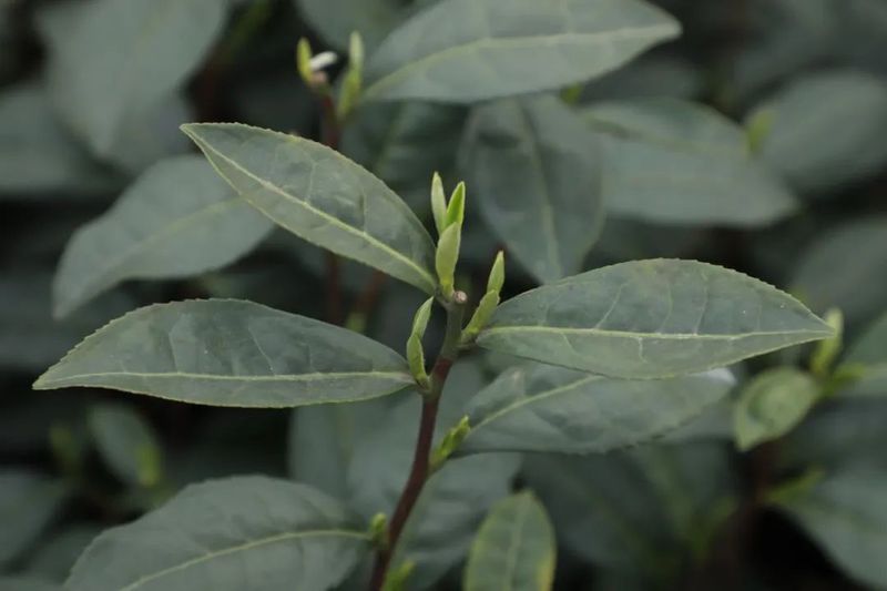 关于乐山、沐川春茶飘香！茶农抢“鲜”采摘忙的相关信息(3)