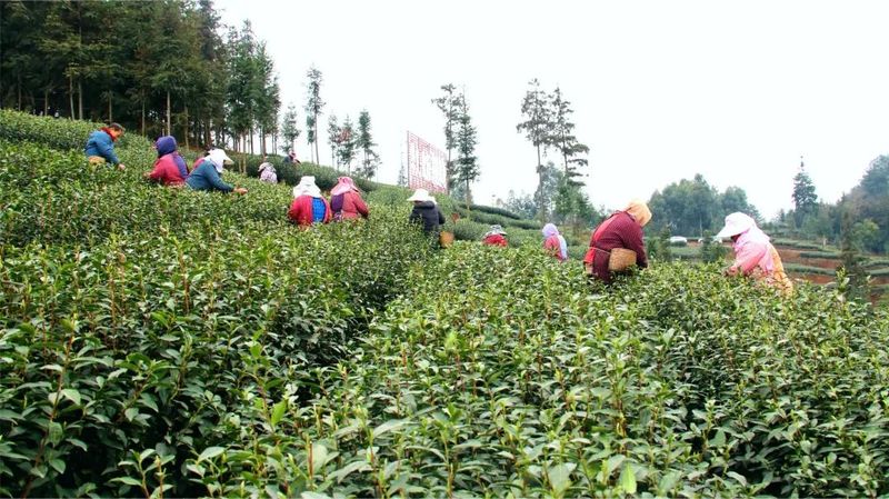 关于乐山、沐川春茶飘香！茶农抢“鲜”采摘忙的相关信息(6)