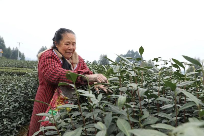 关于乐山、沐川春茶飘香！茶农抢“鲜”采摘忙的相关信息(1)