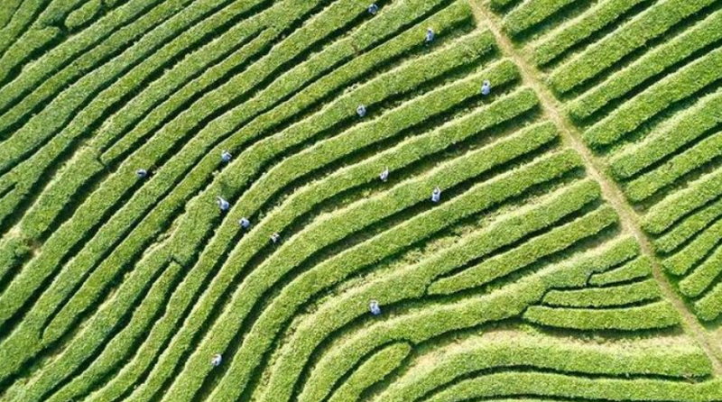 有关于绵竹：不负春光茶飘香 赶采今年第一茬的相关信息(1)