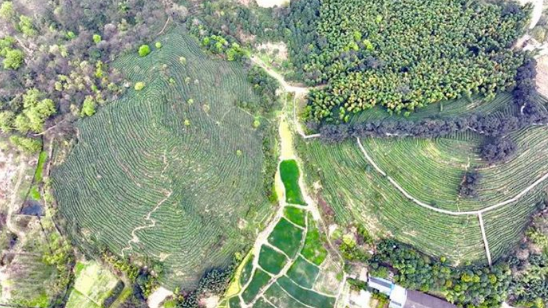 有关于绵竹：不负春光茶飘香 赶采今年第一茬的相关信息