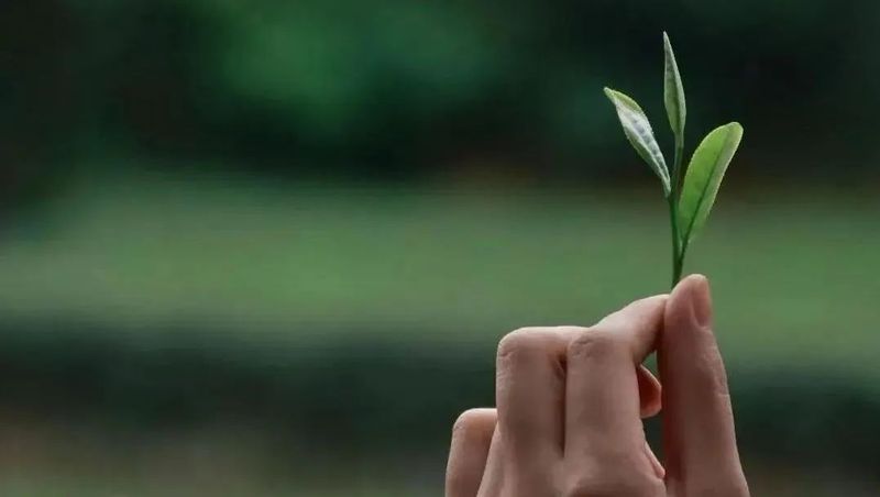 有关于2024年2月茶行业资讯汇总的消息(2)