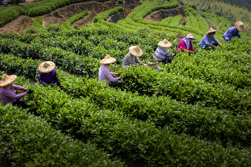 有关于2024年2月茶行业资讯汇总的消息(8)