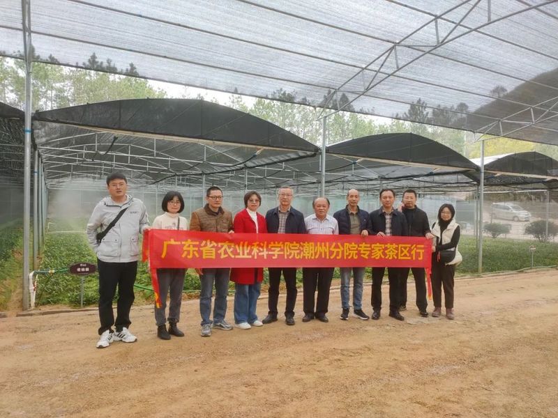 关于广东省农科专家服务茶产业高质量发展活动在潮安区凤凰镇举的资讯(3)
