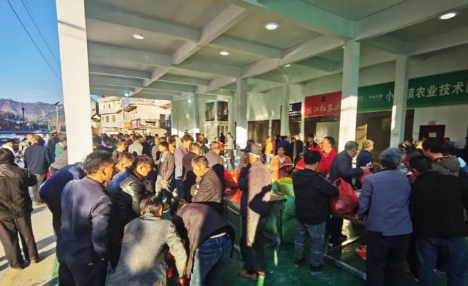 有关于贵州贞丰县：新春茶飘香 茶农采销忙的内容(1)