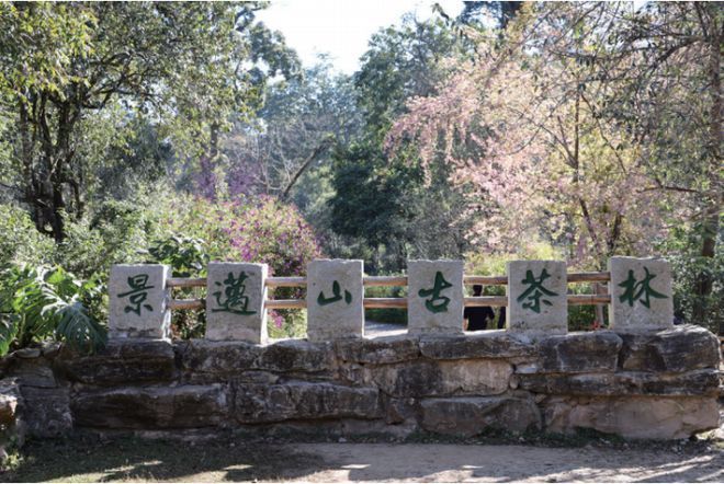 有关于茶行业2023年观点评述回顾的内容(6)