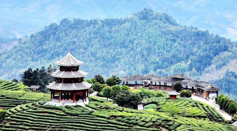 有关于谱写“三茶”统筹新篇章！这个茶产区交出“亮眼”成绩单的相关信息(5)