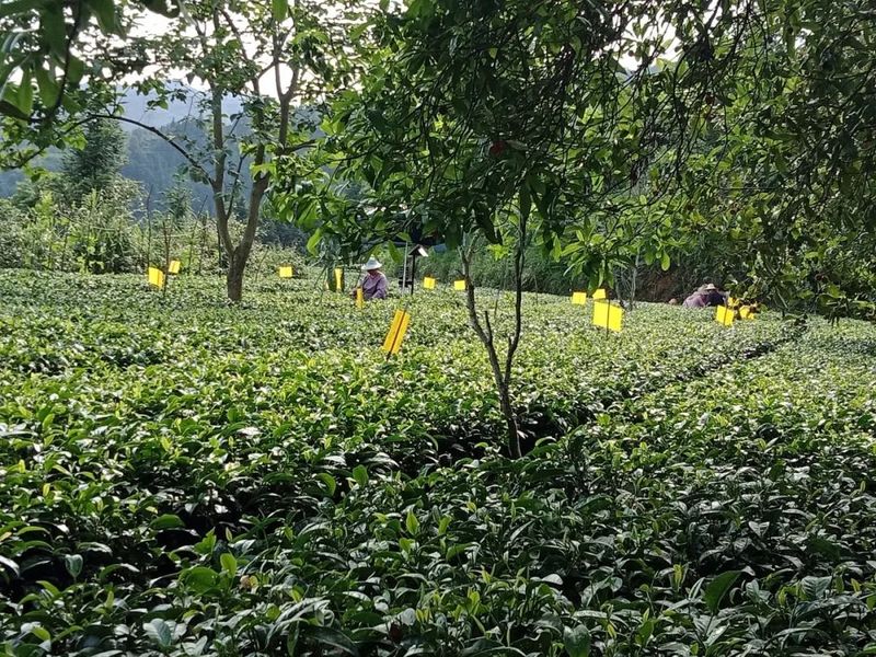 有关于谱写“三茶”统筹新篇章！这个茶产区交出“亮眼”成绩单的相关信息(4)