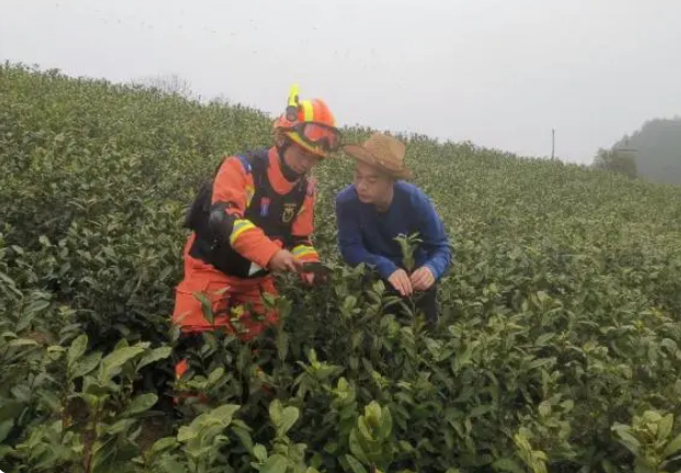 有关于龙场镇民裕千亩茶园唱响防火歌的相关内容