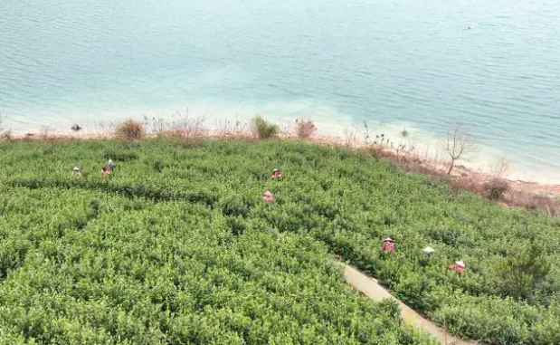 关于淳安：春茶“乌牛早”正式开园采摘的相关内容