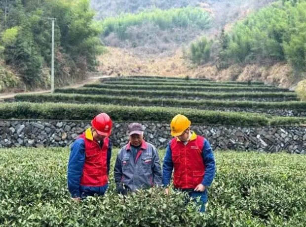 有关于临安区第一批春茶上新 电力助力茶农炒出“迎春好茶”的资讯