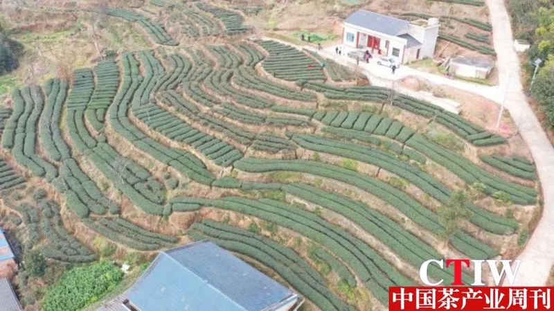 关于四川丹棱：大山里的小茶市又热闹起来了的内容(1)