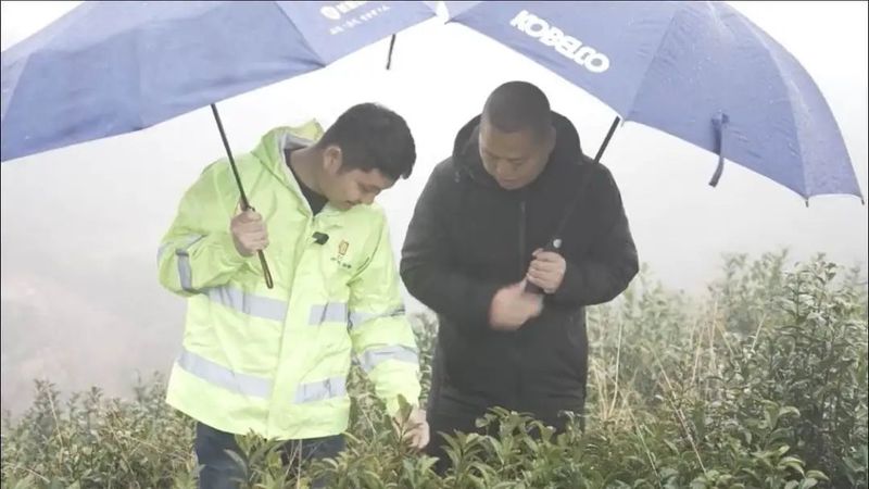 有关于首轮超110万元!受寒潮影响,诸暨春茶获理赔!的内容