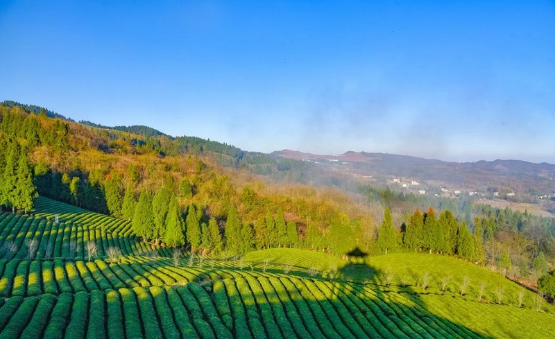 关于遵义春日采茶，趣“看海”的内容(18)