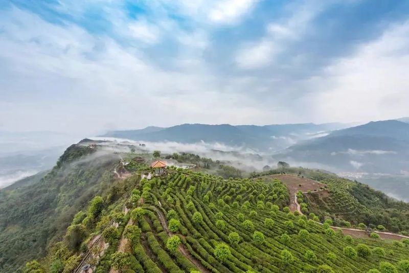 关于遵义春日采茶，趣“看海”的内容(29)