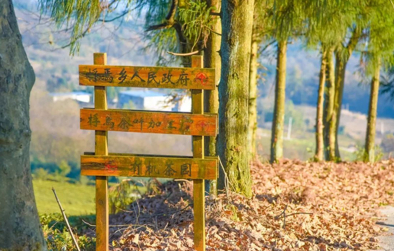 关于遵义春日采茶，趣“看海”的内容(16)