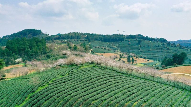 关于遵义春日采茶，趣“看海”的内容(9)