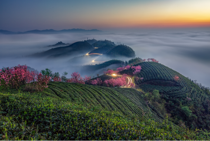 关于遵义春日采茶，趣“看海”的内容(3)