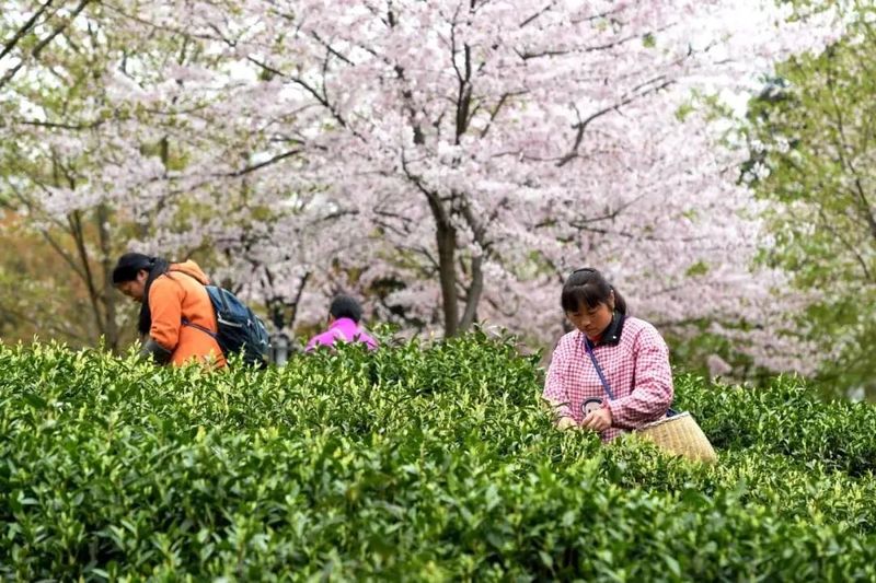关于遵义春日采茶，趣“看海”的内容(12)