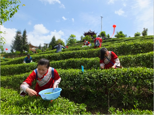关于遵义春日采茶，趣“看海”的内容(22)