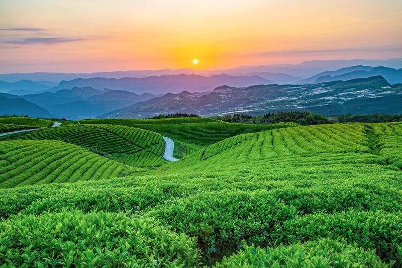 关于遵义春日采茶，趣“看海”的内容(26)