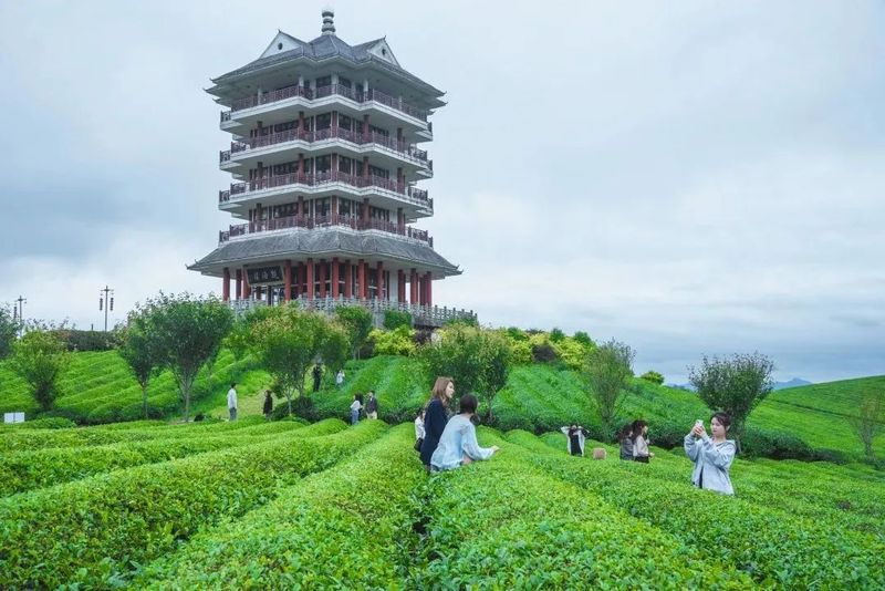 关于遵义春日采茶，趣“看海”的内容(4)
