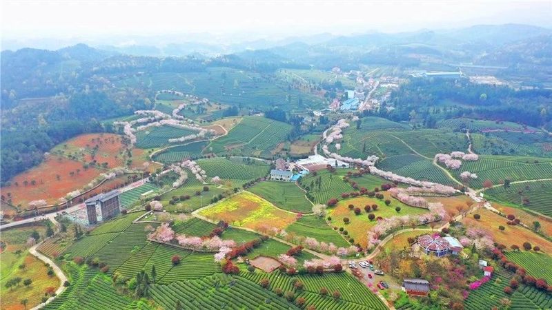 关于遵义春日采茶，趣“看海”的内容(7)